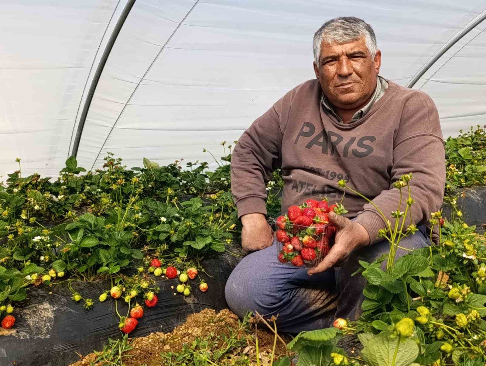 Köprübaşı çileği altın sezonunu yaşıyor