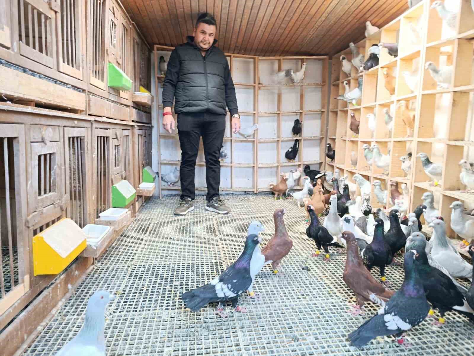 Memurluğu bırakıp güvercin yetiştiricisi oldu, otomobil fiyatına satıyor