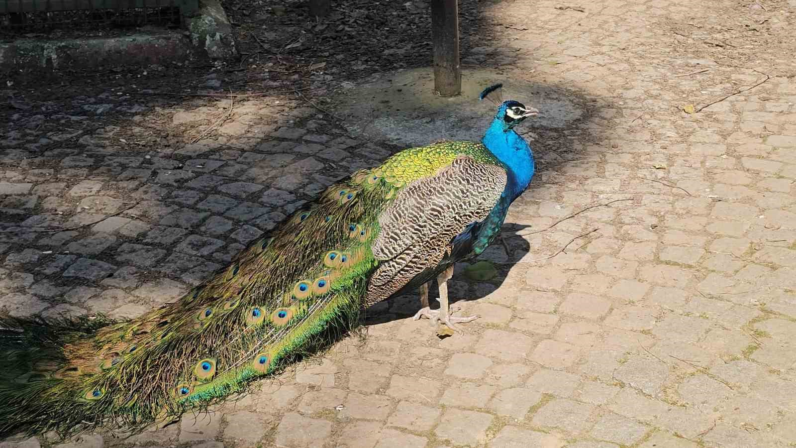 Otobüs bagajından hayvanat bahçesine