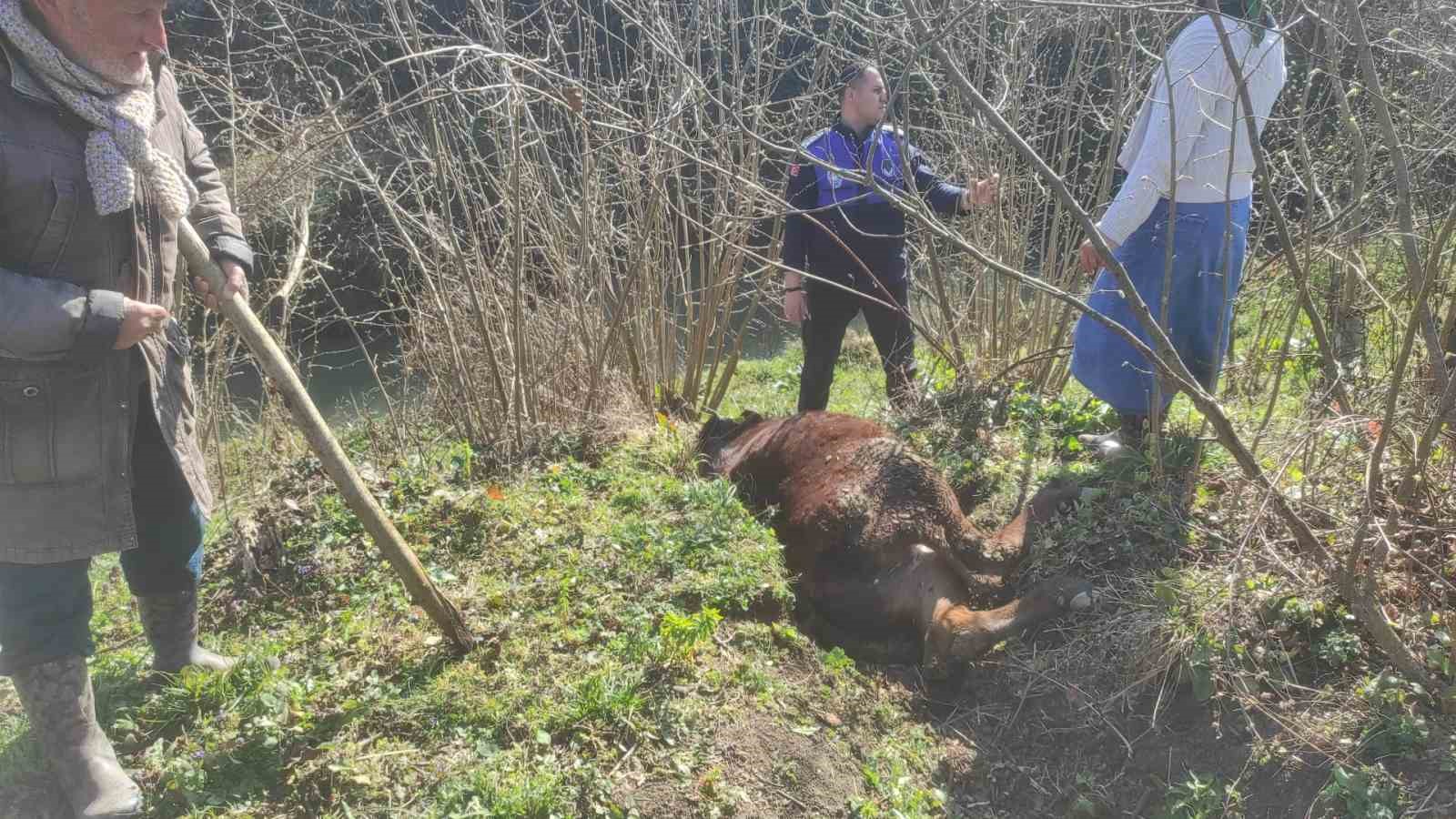 Kanala düşen ineği zabıta kurtardı