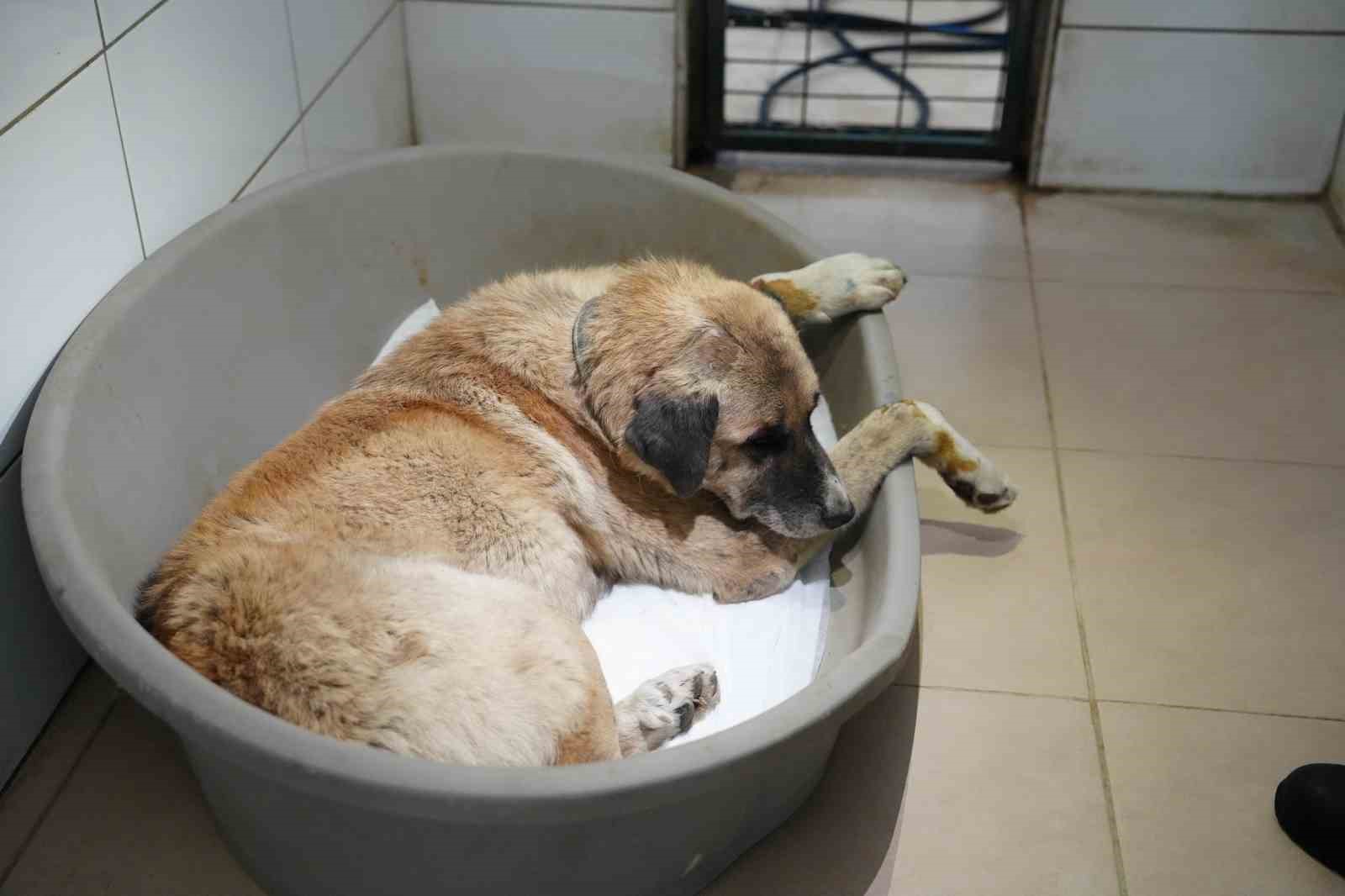 Köpeği ezen sürücü serbest bırakıldı