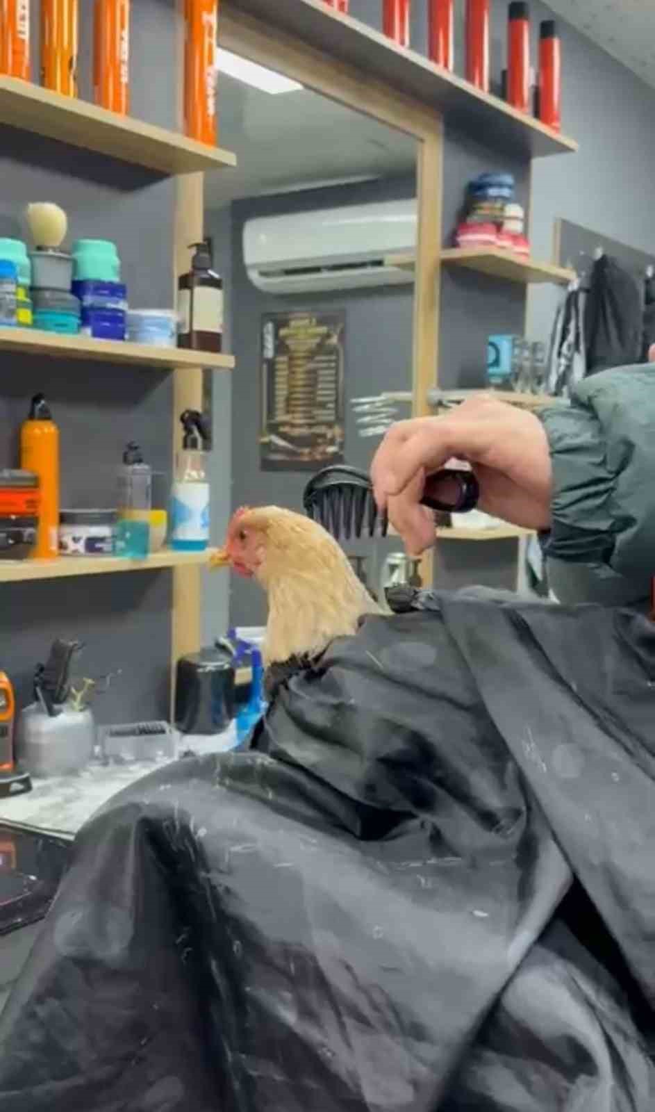 Siirt’te bir kuaför sosyal medya akımına katılmak için tavuk tıraş edip bayrama hazırladı