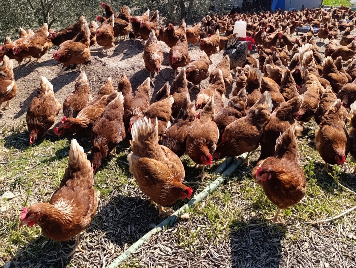 Ev kiraları şehirden kaçırdı, köyde "gezen tavuk" çiftliği kurdu