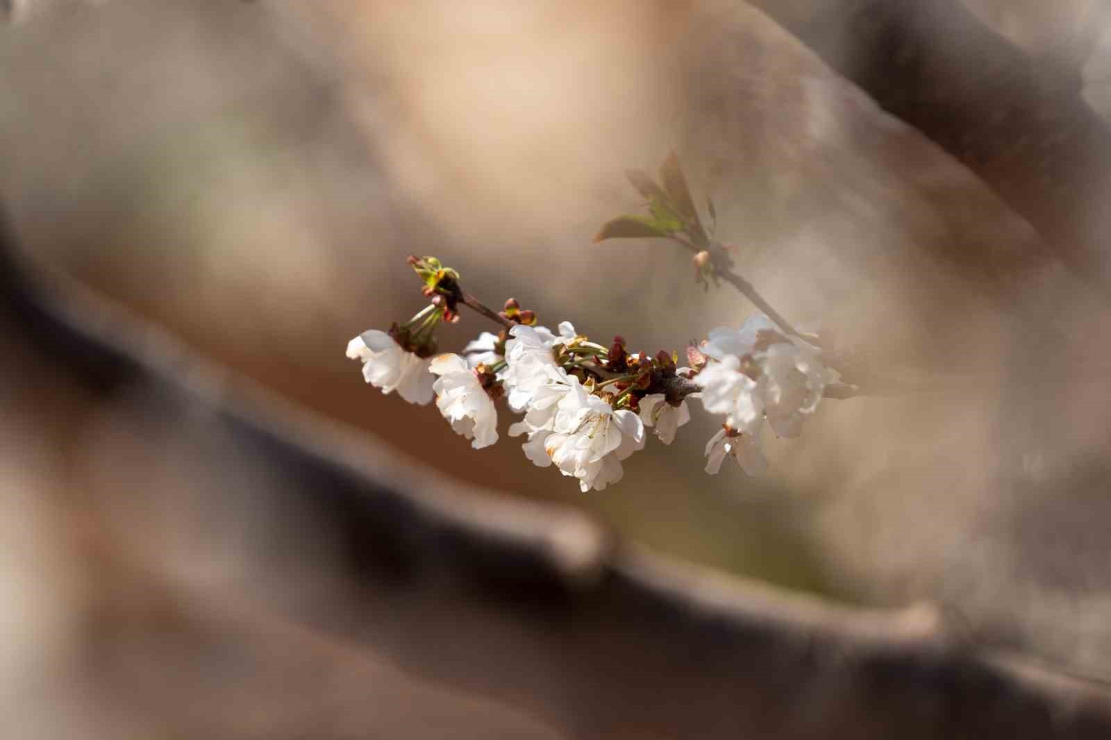 Beyaza bürünen kiraz ağaçları görsel şölen oluşturdu