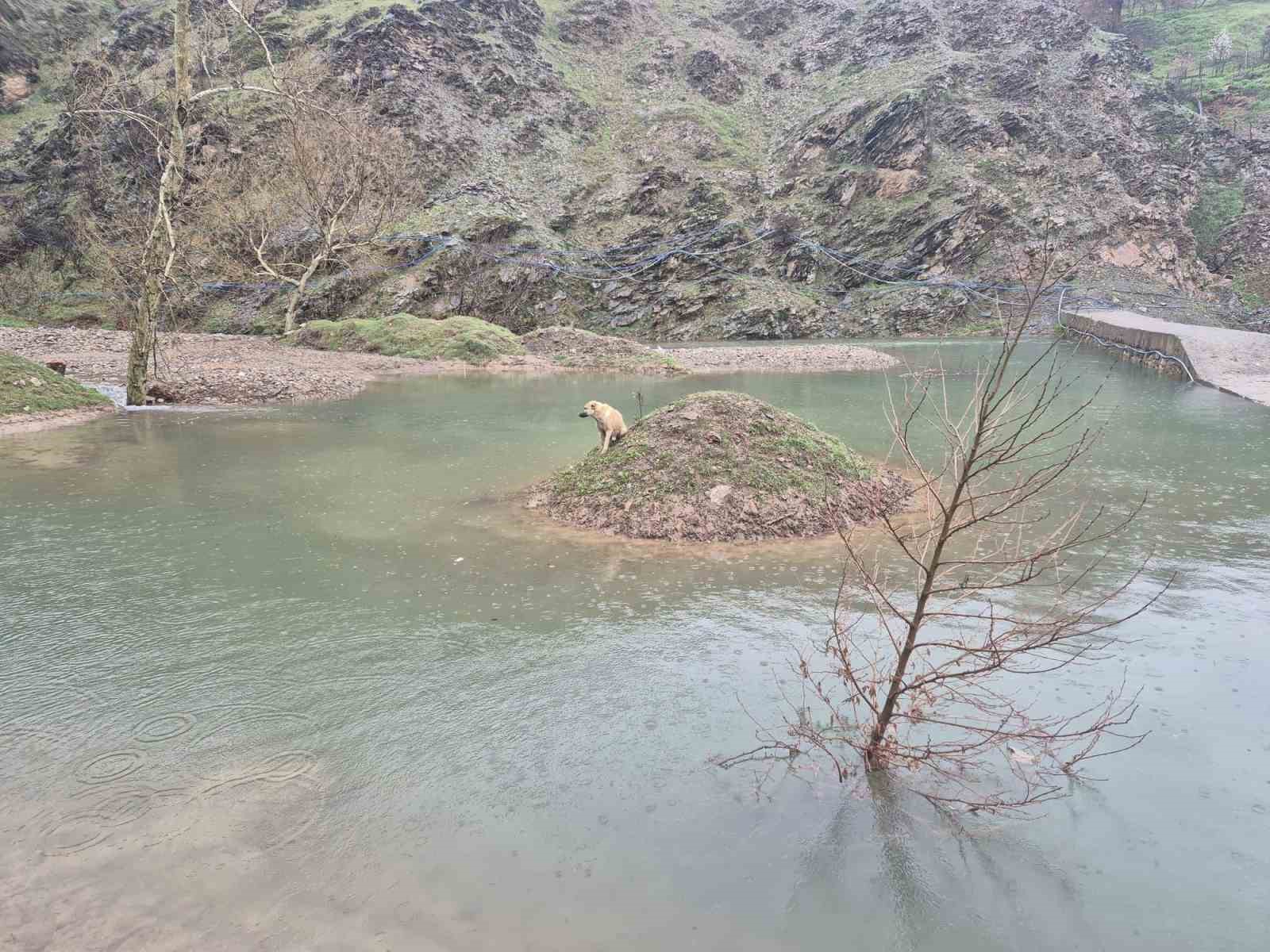 Mahsur kalan köpeği itfaiye ekipleri kurtardı