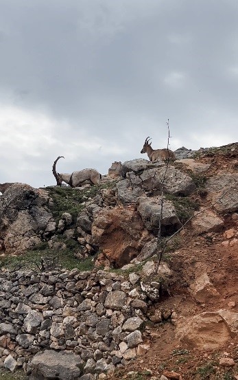 Dağ keçileri sürü halinde görüntülendi
