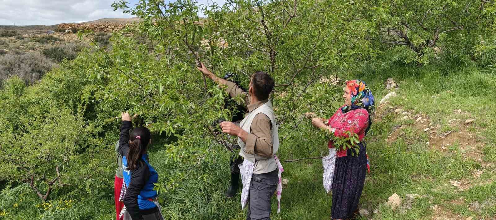 Turfanda çağla hasadı erken başladı