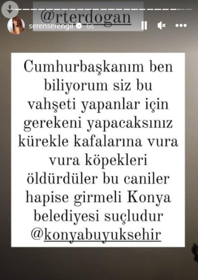 Ünlü isimler, kürekle köpeklere yapılan işkenceye öfke kustu! Seren Serengil, Cumhurbaşkanı Erdoğan'dan yardım istedi