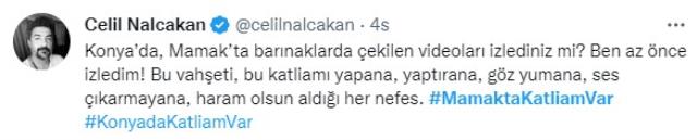 Ünlü isimler, kürekle köpeklere yapılan işkenceye öfke kustu! Seren Serengil, Cumhurbaşkanı Erdoğan'dan yardım istedi