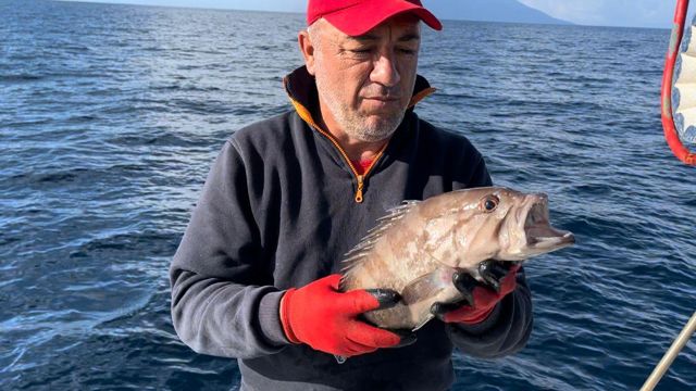 Balıkçı, Türk karasularında 50 yıl sonra ortaya çıkan türü görünce kameraya sarıldı