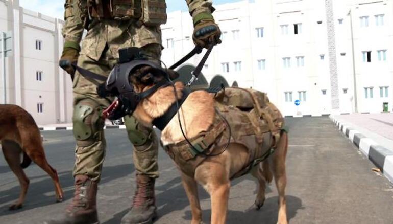 Dünya Kupası'nda TSK'nın bomba arama köpekleri de görev yapıyor