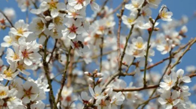 Nevruz Bayramı nedir, nasıl kutlanır? Nevruz Bayramında neler yapılır?