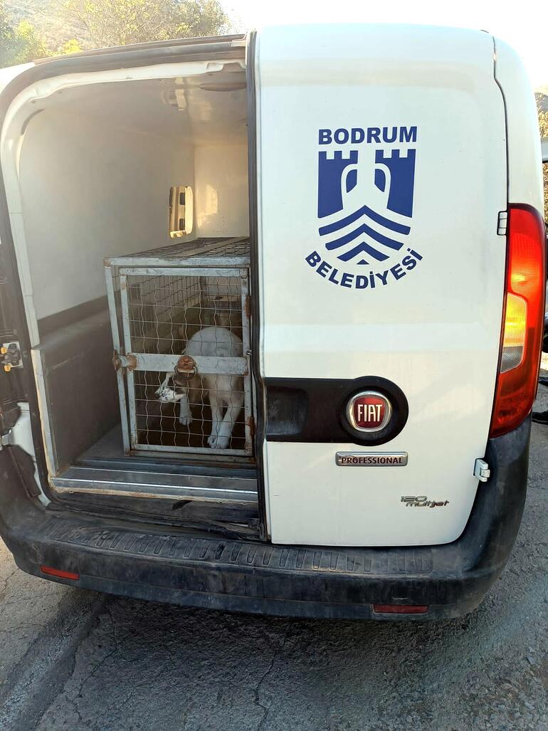 Çöp poşetine konulup ölüme terk edilen yavru köpek kurtarıldı