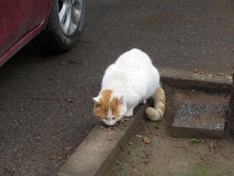 Kadıköy'de toplu kedi ölümleri hayvanseverler tarafından protesto edildi