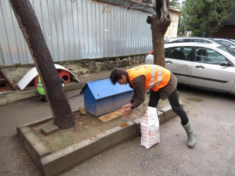 Kadıköy'de toplu kedi ölümleri hayvanseverler tarafından protesto edildi