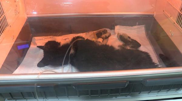 Kadıköy'de yaşanan toplu kedi ölümleri mahalleliyi ayağa kaldırdı! Evde beslenen kediler de kayıp