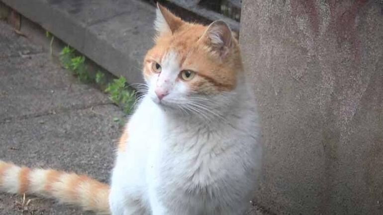 Kadıköy'de mahalleliyi ayağa kaldıran toplu kedi ölümleri