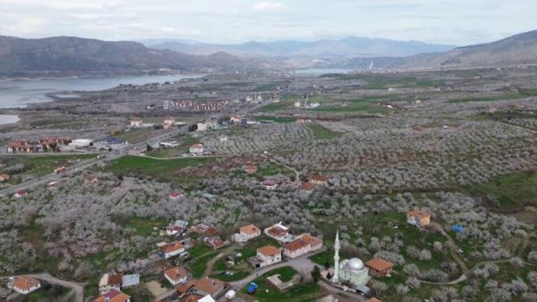 Depremin vurduğu Malatya'da, kayısı ağaçları çiçek açtı