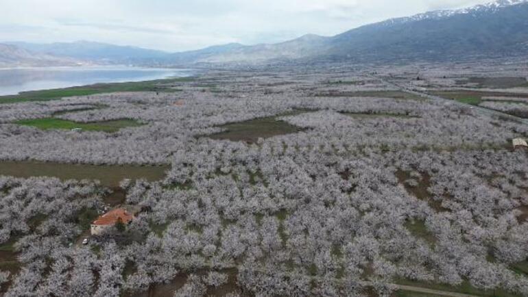 Depremin vurduğu Malatya'da, kayısı ağaçları çiçek açtı