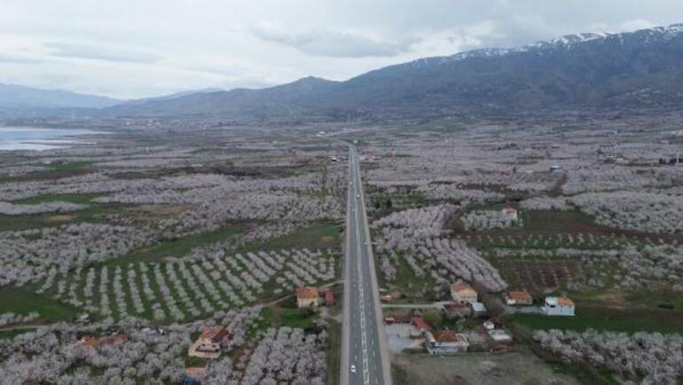 Depremin vurduğu Malatya'da, kayısı ağaçları çiçek açtı