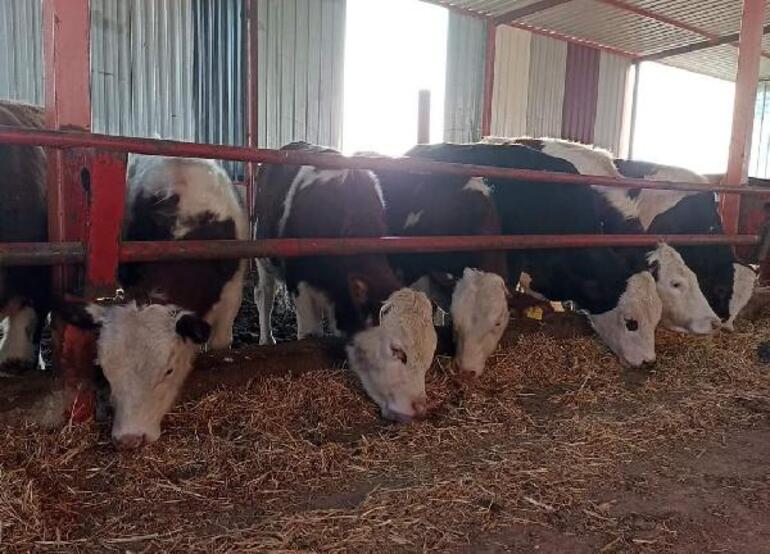 Samsun'da şap hastalığı tedbiri: Tüm hayvan pazarları kapatıldı