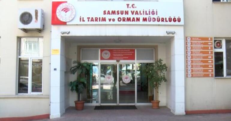 Samsun'da şap hastalığı tedbiri: Tüm hayvan pazarları kapatıldı