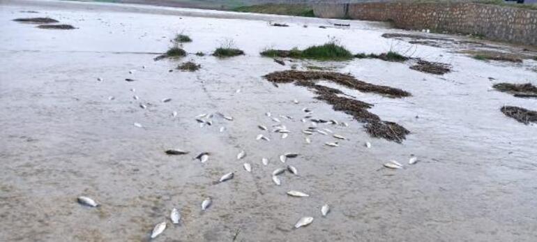 Yumurtladıktan sonra gölete dönemeyen binlerce balık öldü