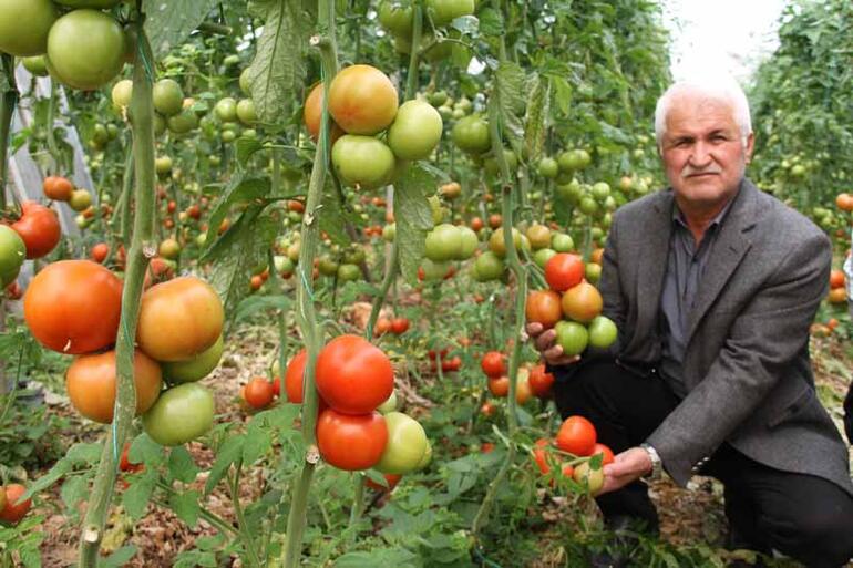 İhracatının açılması, domates üreticisini sevindirdi