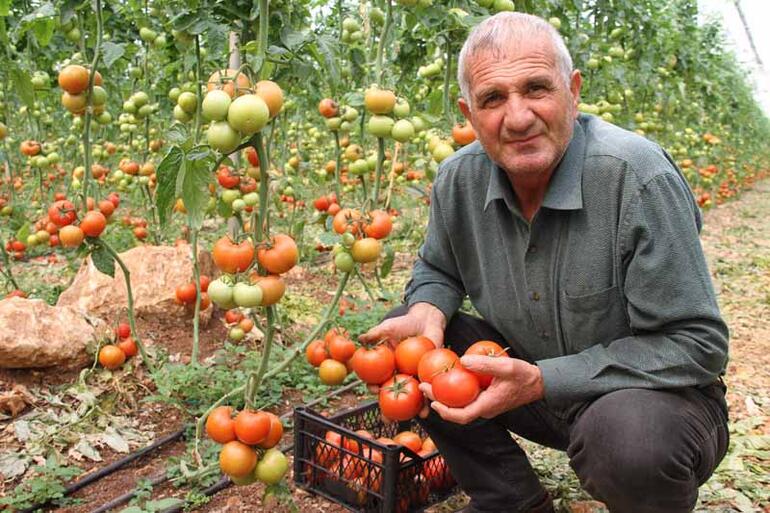 İhracatının açılması, domates üreticisini sevindirdi