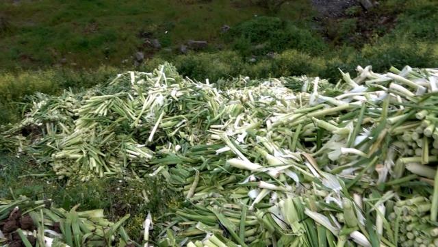 Üreticinin elinde kalan tonlarca pırasalar boş araziye atıldı