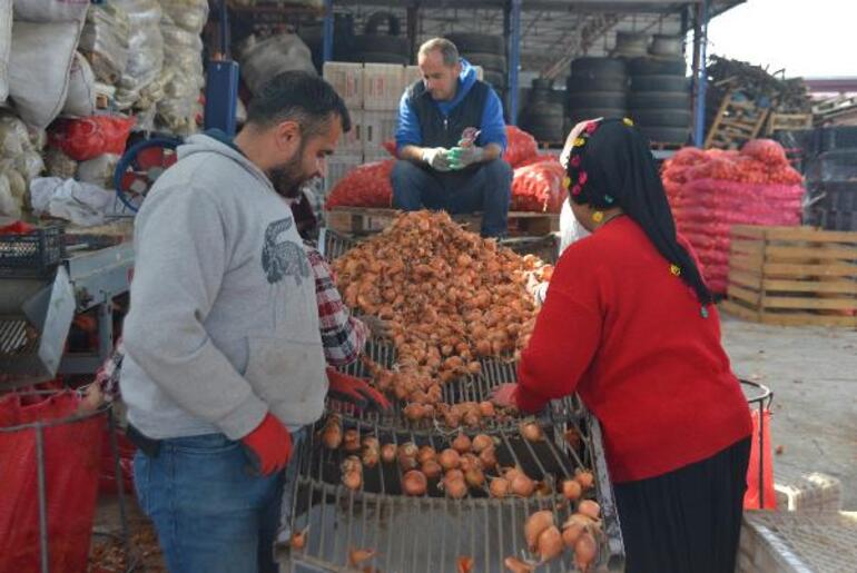 Adana'da soğan hasadı başladı; fiyatların düşmesi bekleniyor