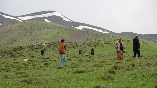 Hakkari'de sürüye kurt saldırısı: 50 koyun telef oldu