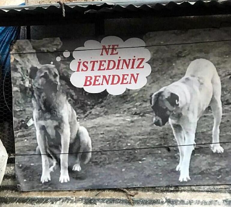 Köpeğinin zehirlenerek öldürülmesine pankartla tepki gösterdi