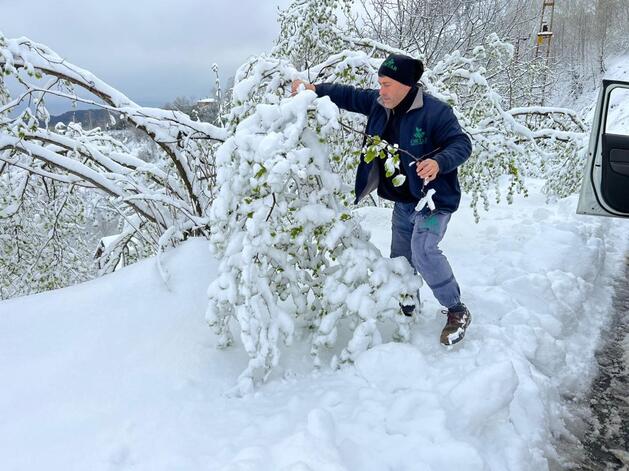 Ordu'da kar ve soğuk hava sonrası fındıkta zarar tespiti