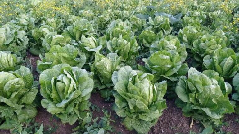 Depremzede üreticiden 'Ürünlerimizi alın' çağrısı