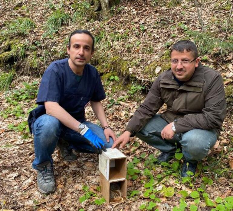 Jandarmanın otobüste alıcıya götürülürken bulduğu 8 sincap, doğaya salındı