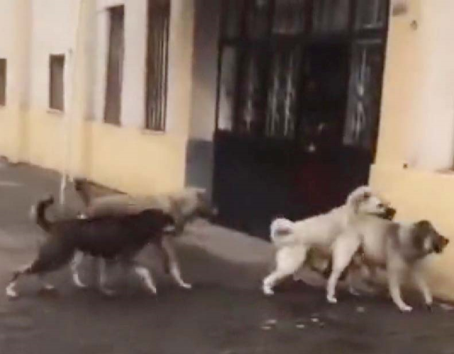 Yer: Ardahan! Okul önündeki başıboş köpekler, öğrencilere korku dolu anlar yaşattı