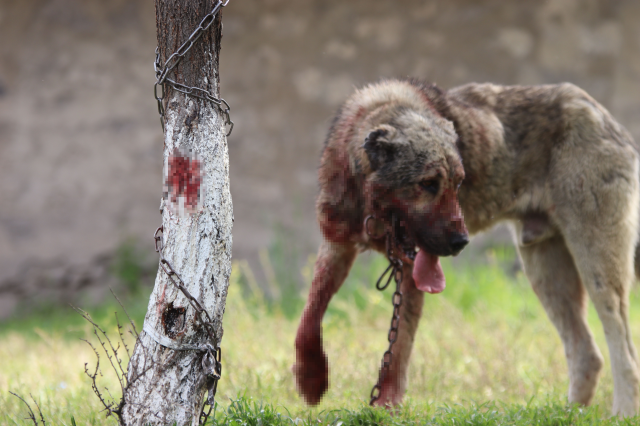 Başıboş sokak köpeği dehşet saçtı! Önce çocuğu ısırdı, sonra bir başka köpeği boğdu