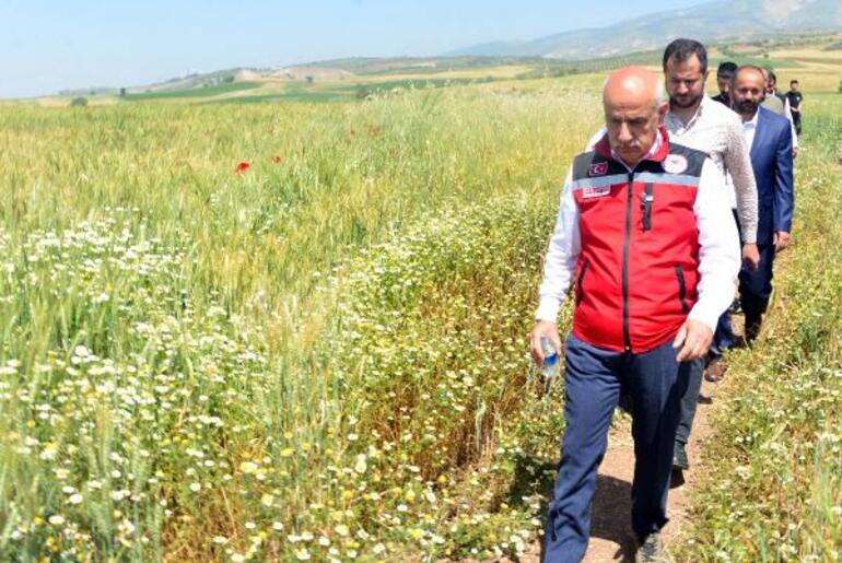 Bakan Kirişci: Buğdayda 21 milyon ton rekolte bekliyoruz