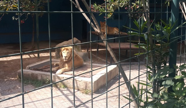 Antalya'da selfie çekmek için kafese giren aileye saldıran aslan, çocuğun saçlı derisini kopardı