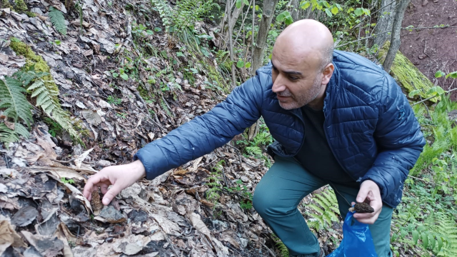 Kuzugöbeği mantarının fiyatı altınla yarışıyor! Kurutulmuş hali 3 ile 5 bin lira arasında satılıyor