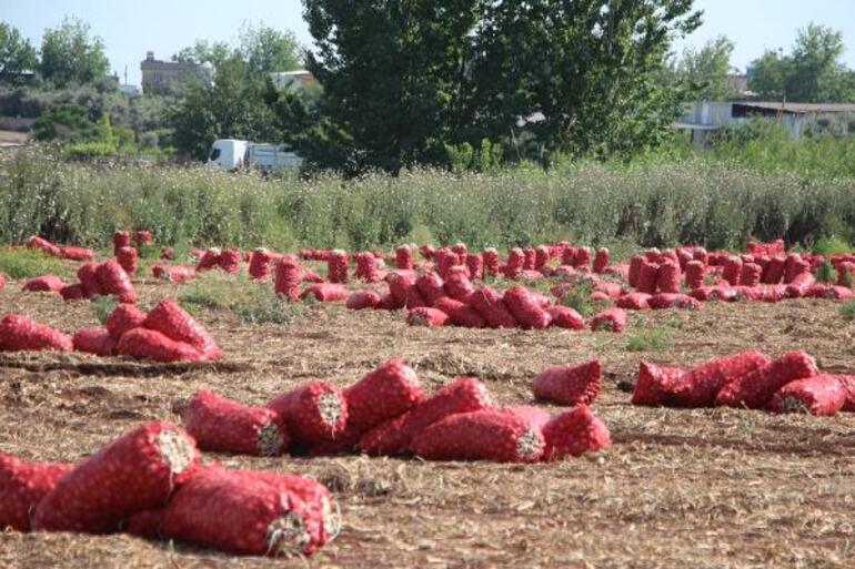 Soğan fiyatı tarlada 4 liraya geriledi