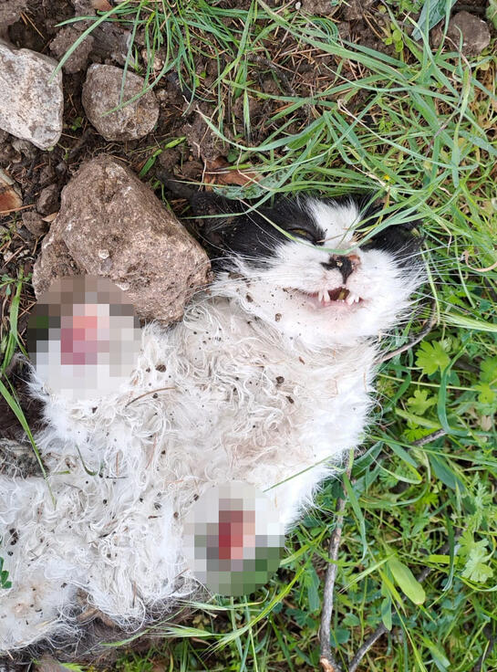 Mahallelinin beslediği kedi, ayakları kesilmiş halde ölü bulundu