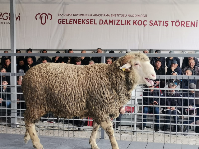 Rakamı duyanlar inanamıyor! Damızlık koç 91 bin liraya alıcı buldu