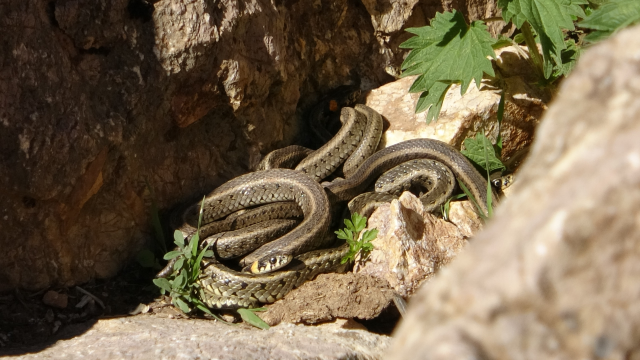 Burası Brezilya değil, Hakkari! Yılanlar her yeri sardı