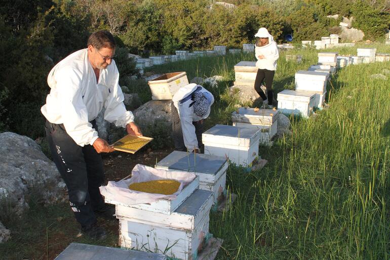 100 ton üretimin olduğu Mersin'de polenin kilosu 300 lira