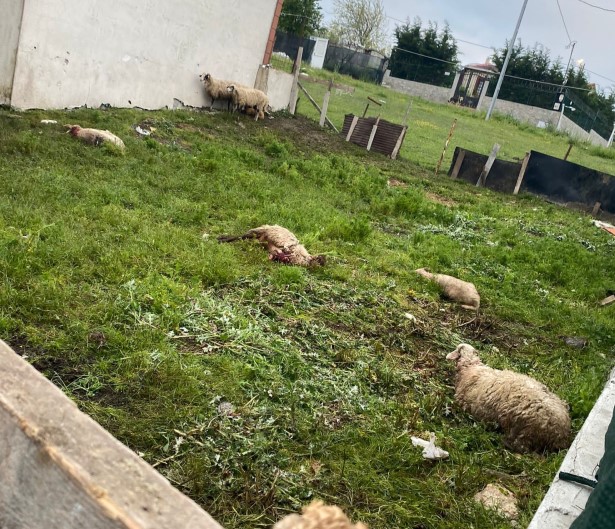 Yer: İstanbul! Başıboş sokak köpeklerinin saldırdığı 14 kurbanlık telef oldu