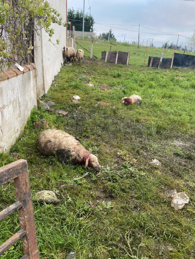 Yer: İstanbul! Başıboş sokak köpeklerinin saldırdığı 14 kurbanlık telef oldu