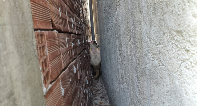 Tokat'ta Sıkışan Kurbanlık Koyun İtfaiye Tarafından Kurtarıldı