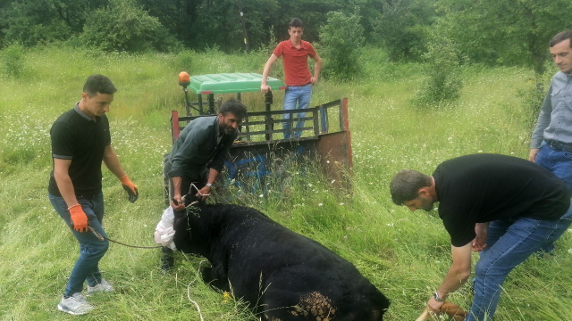 Sahibinden kaçan kurbanlık 4 kişiyi yaraladı, 6 saatte yakalanabildi